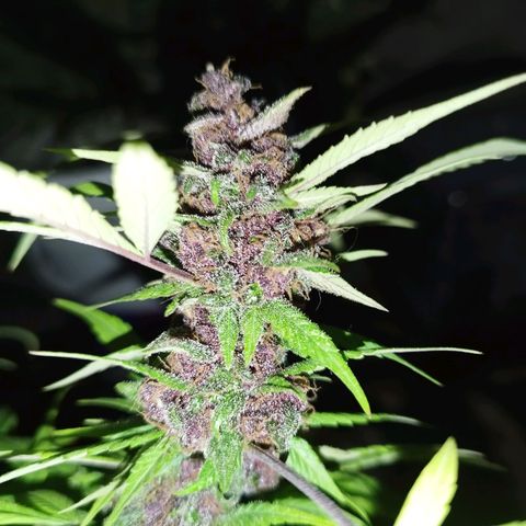 Purple punch x Lemon Haze # 4 growlog timeline photo