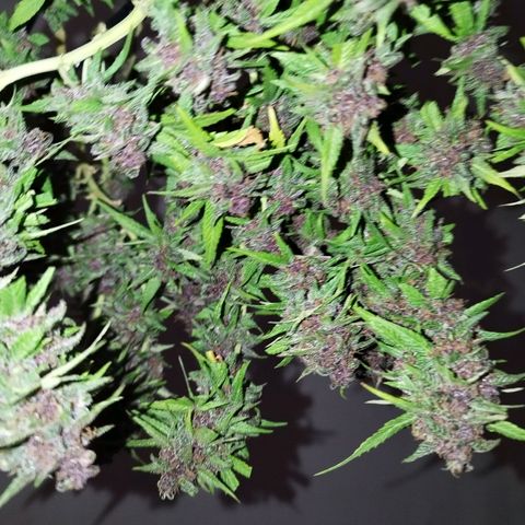 Purple punch x Lemon Haze # 4 growlog timeline photo