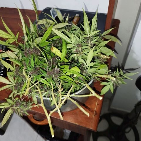 Purple punch x Lemon Haze # 4 growlog timeline photo