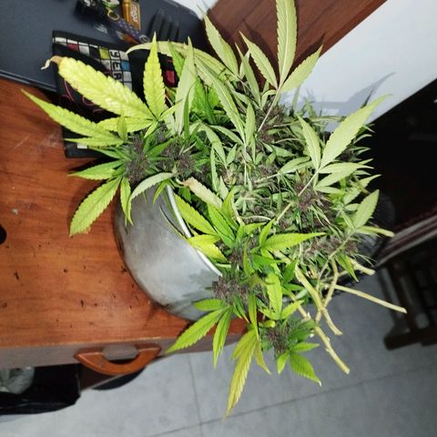 Purple punch x Lemon Haze # 4 growlog timeline photo