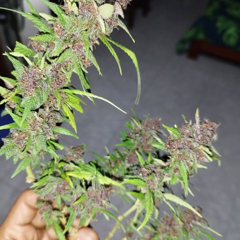 Purple punch x Lemon Haze # 4 growlog timeline photo