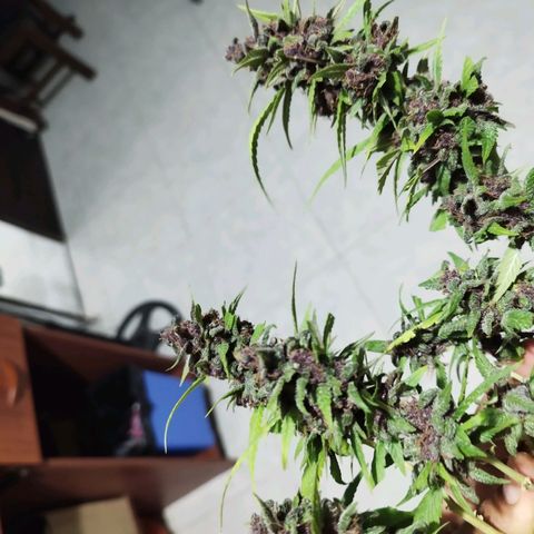 Purple punch x Lemon Haze # 4 growlog timeline photo