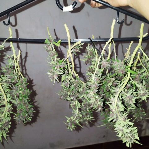 Purple punch x Lemon Haze # 4 growlog timeline photo