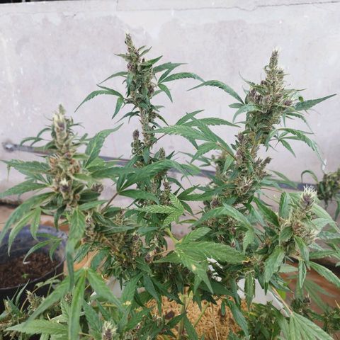 Purple punch x Lemon haze #1 growlog timeline photo