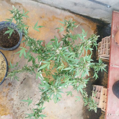 Purple punch x Lemon haze #1 growlog timeline photo