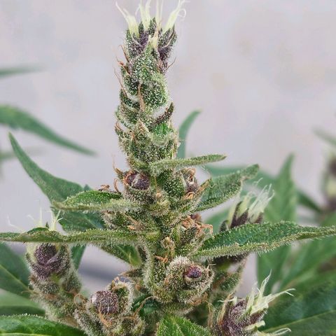 Purple punch x Lemon haze #1 growlog timeline photo