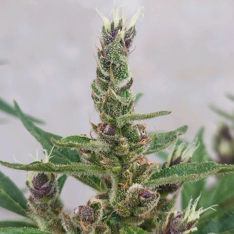 Purple punch x Lemon haze #1 growlog timeline photo