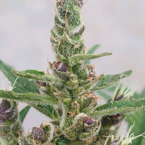 Purple punch x Lemon haze #1 growlog timeline photo