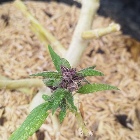 Purple punch x Lemon Haze # 4 growlog photo: Proceso revegetacion 