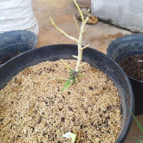 Purple punch x Lemon Haze # 4 growlog photo: Proceso revegetacion 