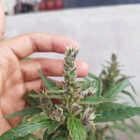 Purple punch x Lemon haze #1 growlog timeline photo