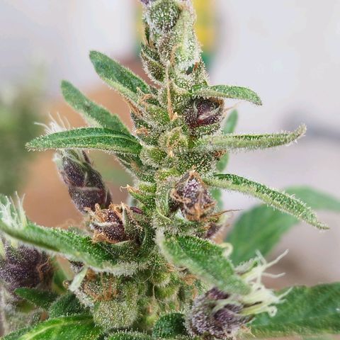 Purple punch x Lemon haze #1 growlog timeline photo