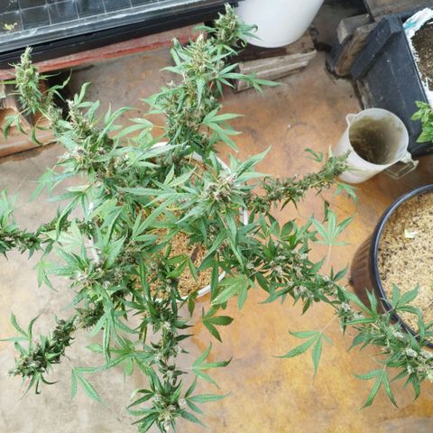 Purple punch x Lemon haze #1 growlog timeline photo