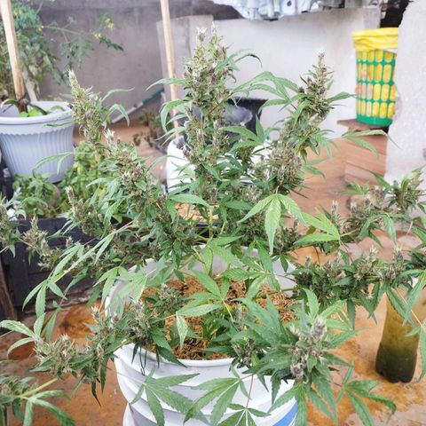 Purple punch x Lemon haze #1 growlog timeline photo
