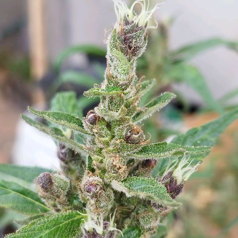Purple punch x Lemon haze #1 growlog timeline photo