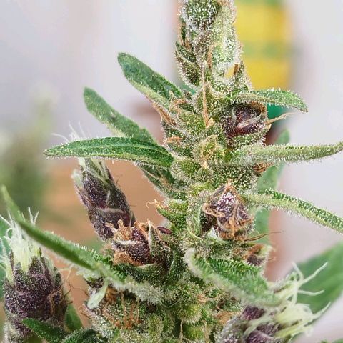 Purple punch x Lemon haze #1 growlog timeline photo
