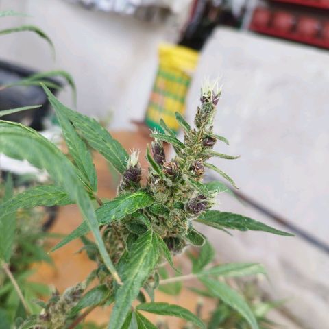 Purple punch x Lemon haze #1 growlog timeline photo