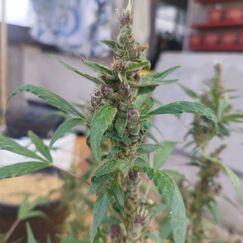 Purple punch x Lemon haze #1 growlog timeline photo