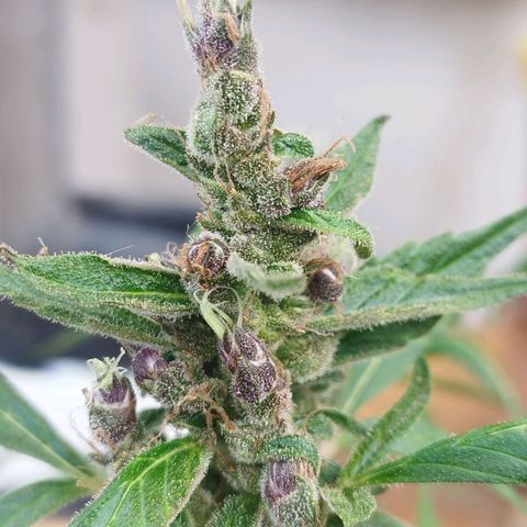 Purple punch x Lemon haze #1 growlog timeline photo