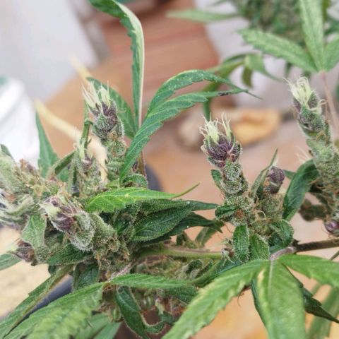 Purple punch x Lemon haze #1 growlog timeline photo