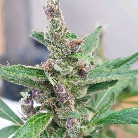 Purple punch x Lemon haze #1 growlog timeline photo