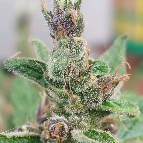 Purple punch x Lemon haze #1 growlog timeline photo