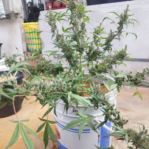 Purple punch x Lemon haze #1 growlog timeline photo