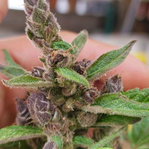 Purple punch x Lemon haze #1 growlog timeline photo
