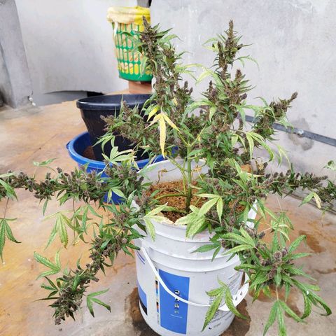 Purple punch x Lemon haze #1 growlog timeline photo