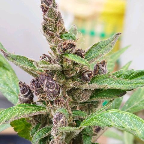 Purple punch x Lemon haze #1 growlog timeline photo