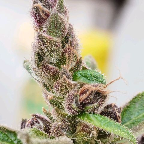 Purple punch x Lemon haze #1 growlog timeline photo