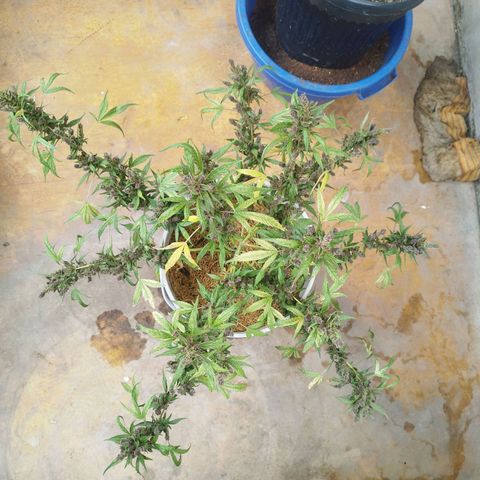 Purple punch x Lemon haze #1 growlog timeline photo