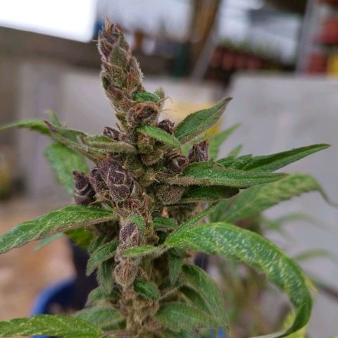 Purple punch x Lemon haze #1 growlog timeline photo
