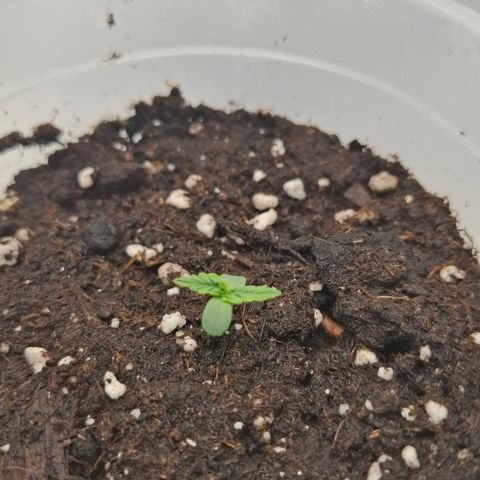 Epsilon growlog timeline photo