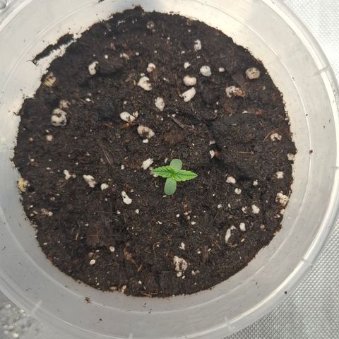 Epsilon growlog timeline photo