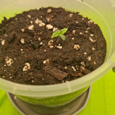 Epsilon growlog timeline photo