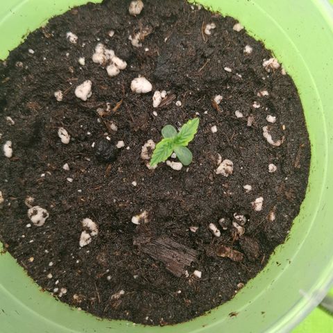 Epsilon growlog timeline photo