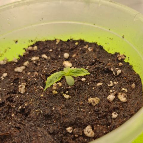 Epsilon growlog timeline photo