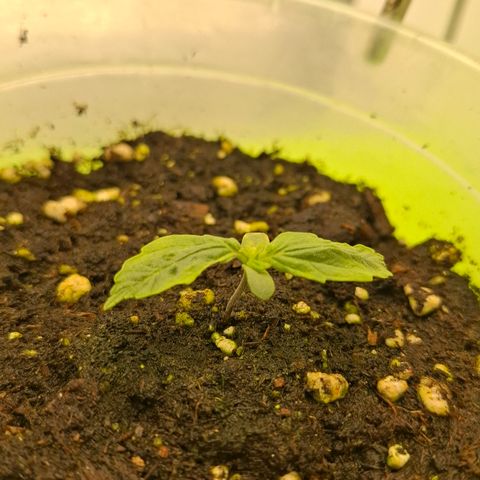 Epsilon growlog timeline photo