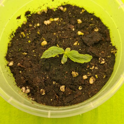 Epsilon growlog timeline photo