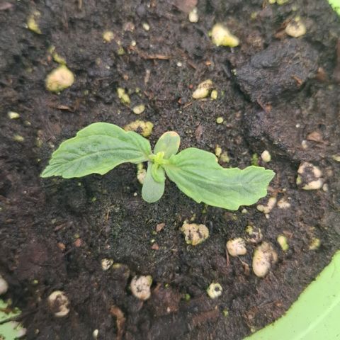 Epsilon growlog timeline photo