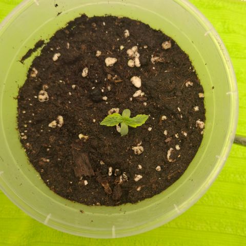 Epsilon growlog timeline photo