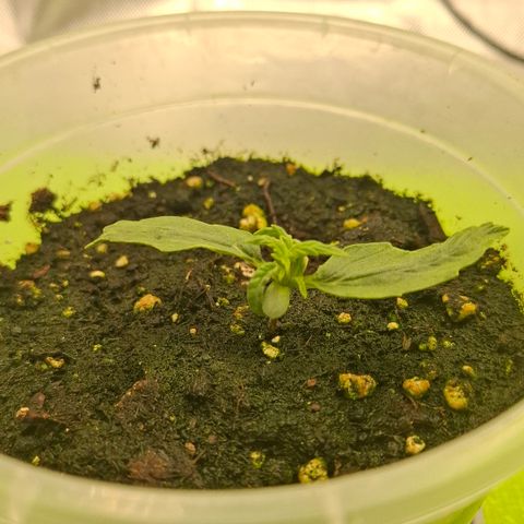 Epsilon growlog timeline photo