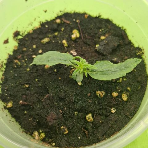 Epsilon growlog timeline photo