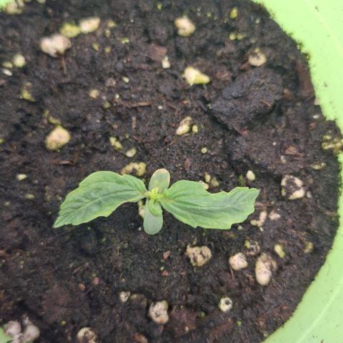 Epsilon growlog timeline photo