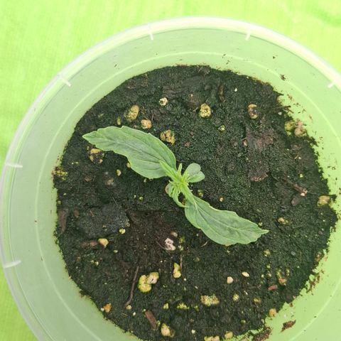 Epsilon growlog timeline photo