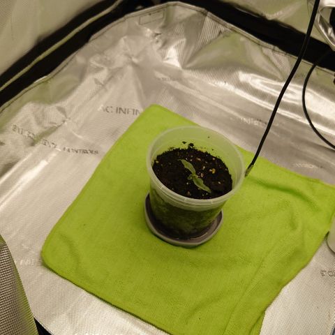 Epsilon growlog timeline photo