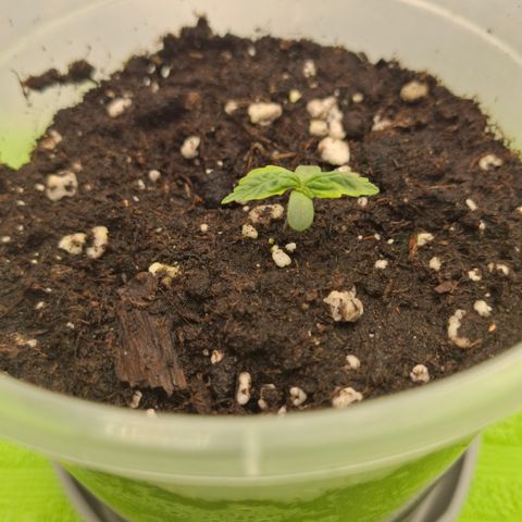 Epsilon growlog timeline photo
