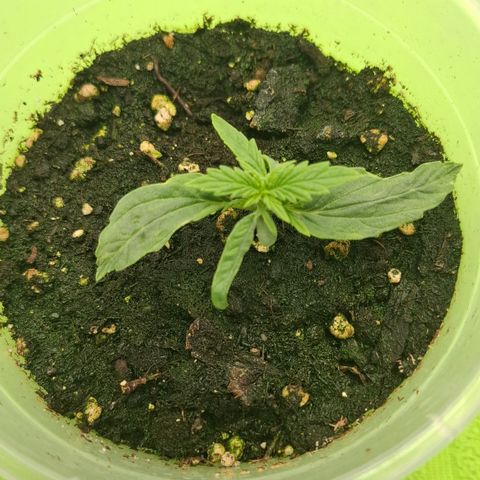 Epsilon growlog timeline photo