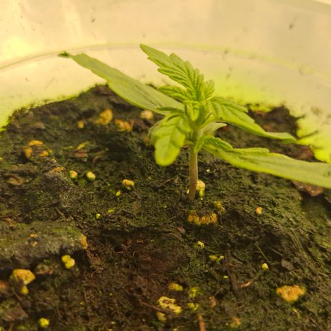 Epsilon growlog timeline photo